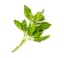 basil leaves icon