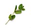 mint icon